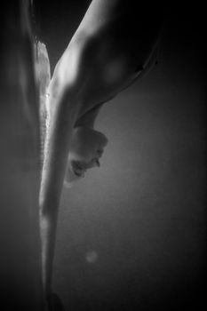 Голые сиськи Эльзы Хоск в фотосессии Чадвика Тайлера фото #8